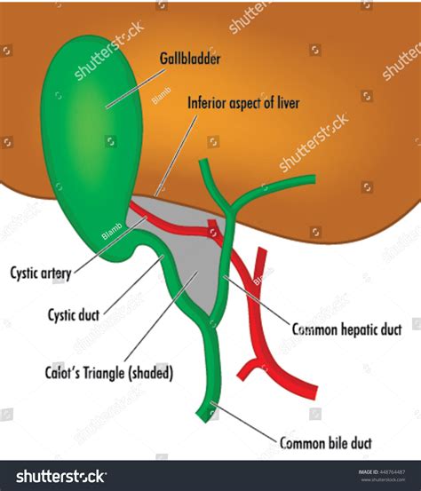 Anatomy Location Gallbladder Ducts Relation Liver: เวกเตอร์สต็อก (ปลอด