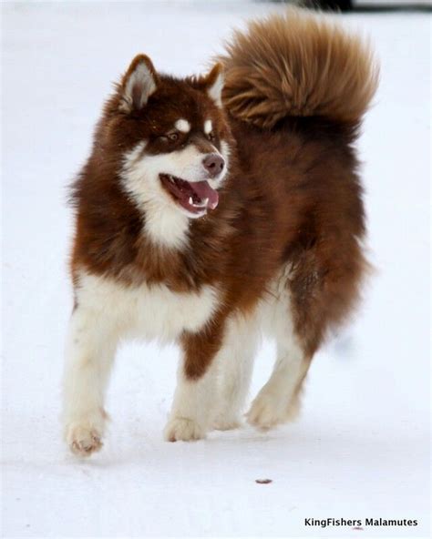 Beautiful Red Alaskan Malamute Husky Malamute Giant Alaskan Malamute