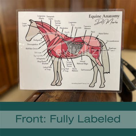 Equine Deep Muscle Chart Horse Anatomy Horse Muscular System Equine ...