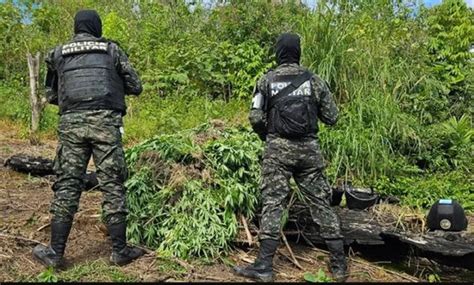 Erradican plantación de marihuana en Sabá Colón Extra Digital Honduras