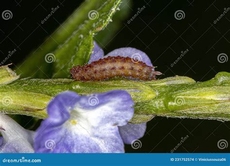 Flea Egg With The Larva Inside Under The Microscope Stock Image ...