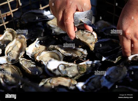 Close-up shot of open oysters, oysters from the Arcachon Bay Stock ...