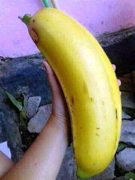 Ini Pisang Terbesar Di Dunia Tumbuh Di Papua Portal Sulut Halaman