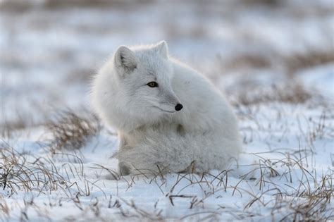 Raposa Do ártico Vulpes Lagopus Na Tundra Wilde Raposa Do ártico