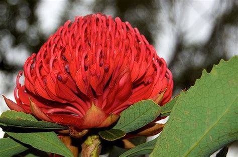 Waratah The Nsw Floral Emblem