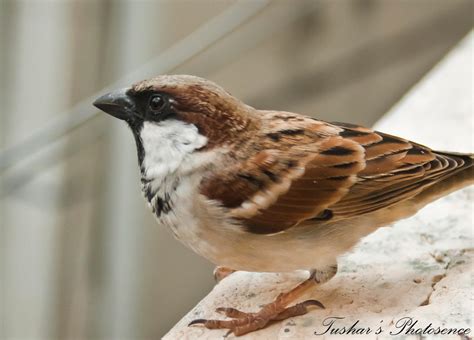 Indian Sparrow by TusharBoss on deviantART