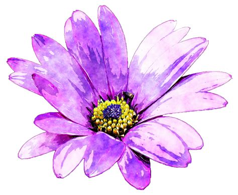 Watercolour Flower By Lavandalu On DeviantArt