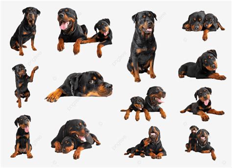 Rottweiler Fondo Blanco PNG De Pura Raza Perros Fondo Blanco PNG