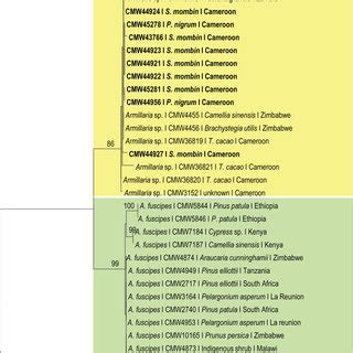 Maximum Likelihood ML Tree Inferred From The ITS Region Showing The