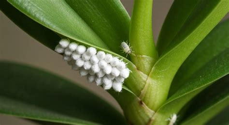 orchid pests visual guide signs  mealybugs scale  spider mites