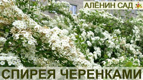 Как размножать СПИРЕЮ / Размножение спиреи черенками! - YouTube