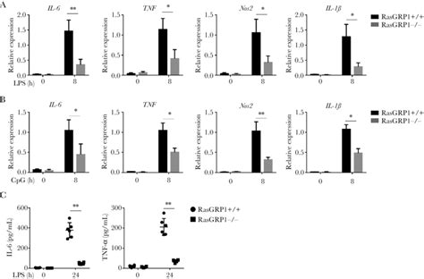 Ras Guanyl Nucleotide Releasing Protein Rasgrp Is Required For The