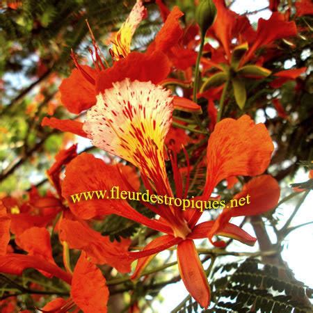 Graines Seeds Delonix Regia Flamboyant 10 EBay