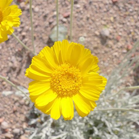 Desert Marigold Seeds Baileya Multiradiata Perennial