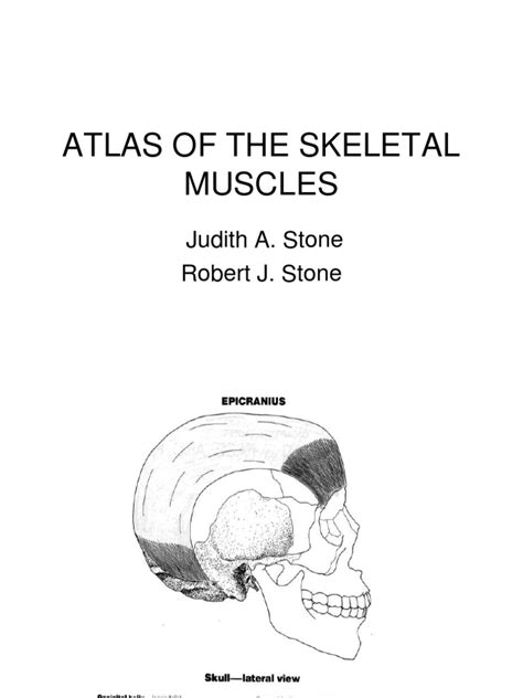 Atlas Muscles | PDF