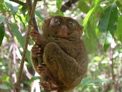 Tarsier Animal Facts | Tarsius | AZ Animals