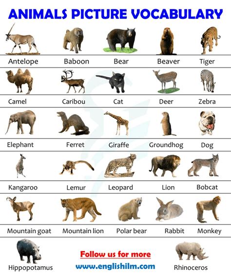 Discover 30 Animals and Their English Names