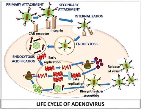 Adenovirus Replication Cycle