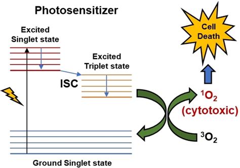 Schematic Representation Of The Photodynamic Therapy With Singlet