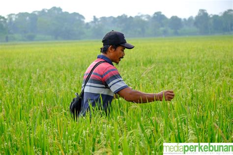 Wilmar Group Perkuat Kemitraan Dengan Petani Media Perkebunan