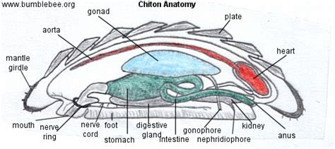 Chiton Anatomy Diagram | Quizlet