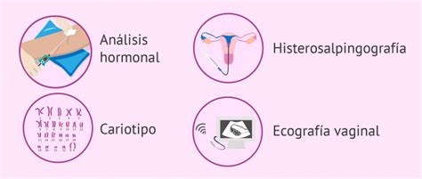 Pruebas De Fertilidad En La Mujer ¿cuáles Son Como Realizarlas Y Precios Tu Ginecologa