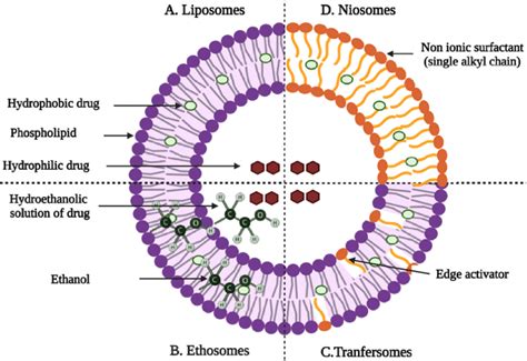 Graphical Representation Of Vesicular Drug Delivery Systems A