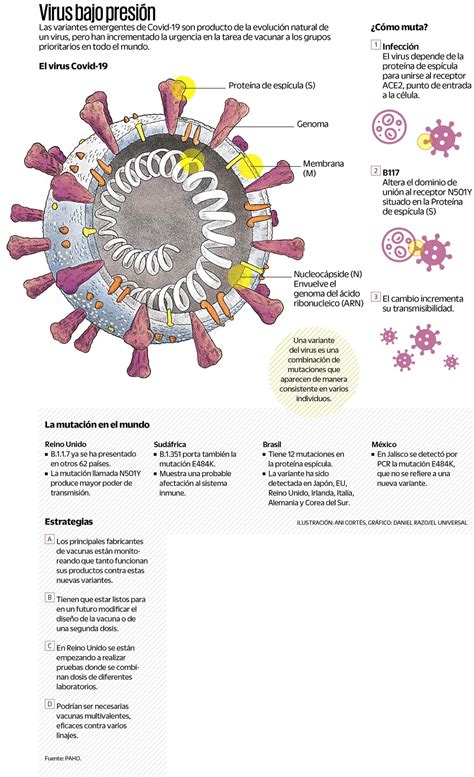 Evoluci N Mutaci N Y Variantes Del Virus Del Sars Cov