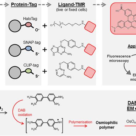 TMR Ligands For Genetically Encoded Tags HaloTag SNAP Tag And CLIP Tag