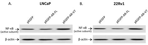 Ijms Free Full Text Melatonin Inhibits Androgen Receptor Splice