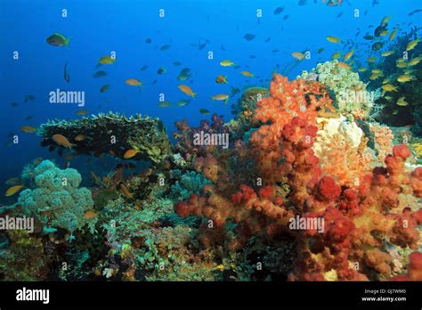 Raja Ampat Indonesia Underwater Hi Res Stock Photography And Images Alamy