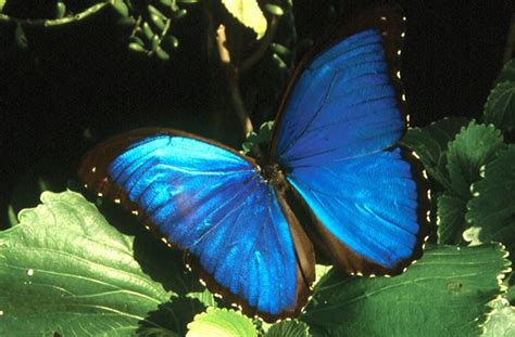 Top 8 Blue Morpho Butterfly Facts Rainforest Cruises Blue Morpho Butterfly Types Of