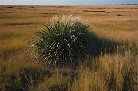 Premium Photo | Untouched beauty of the pampas grasslands