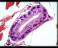 Integumentary HISTOLOGY PHOTOS - Merocrine Sweat Gland - Light Microscope (LM): High ...