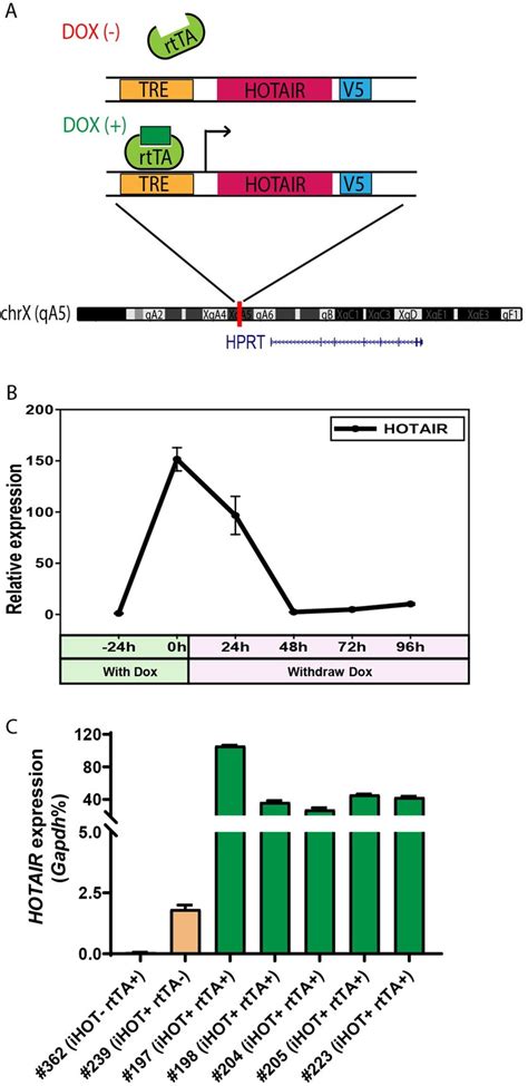 Inducible LncRNA Transgenic Mice Reveal Continual Role Of HOTAIR In