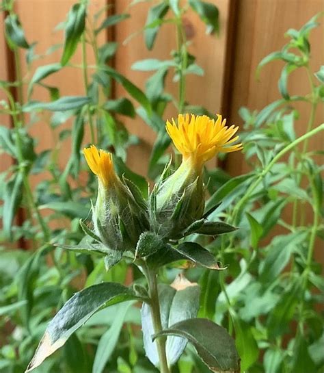 Дикий шафран | Дикие