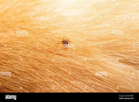 Garrapatas En El Pelo Del Perro Garrapatas Chupar Sangre De Perro