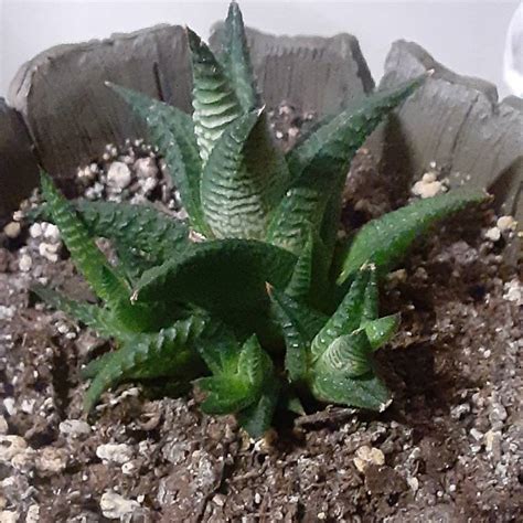 Haworthiopsis Limifolia Syn Haworthia Limifolia Haworthiopsis File