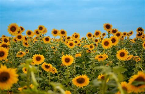 Inicia La Temporada De Girasoles En Portuguesa