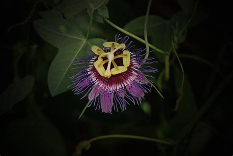 Passiflora Amethystina Passiflora Amethystina Passion Flow… Flickr