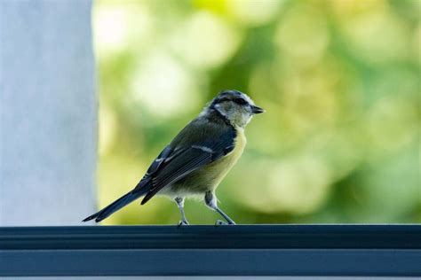 Bird Strike Prevention - Window Film Houston