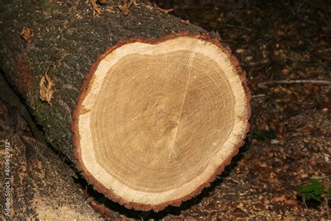 Querschnitt Durch Den Stamm Einer Fichte Picea Abies Stock Foto