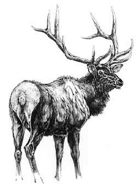 Wapiti Cervus Canadensis Erxleben 1777 Jagen Weltweit