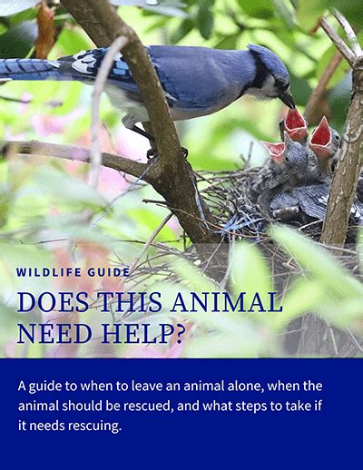 Does This Animal Need Help Wildlife Rescue Guide