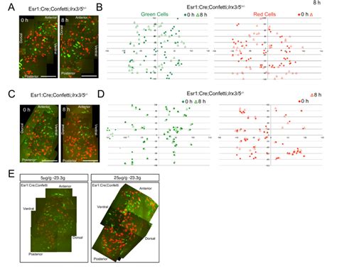 Figure S Mesodermal Cell Displacements Are Diminished In The Early