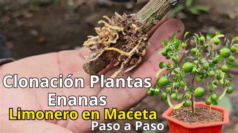 Como TENER una PLANTA de LIMÓN ENANA en MACETA ACODO AEREO LIMONERO