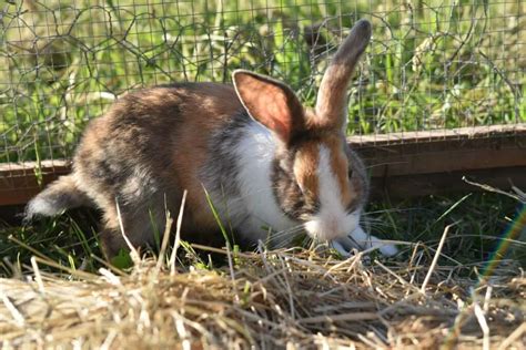 How To Start Rabbit Farming In The Philippines Business Plan Profit