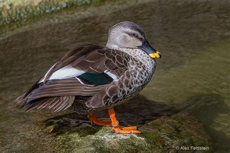 Indian Spot Billed Duck Anas Poecilorhyncha Nikon Cafe