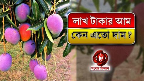 Miyazaki Mango ৩ লক্ষ টাকা কেজি Miyazakai Mango এতো দাম কেন Youtube