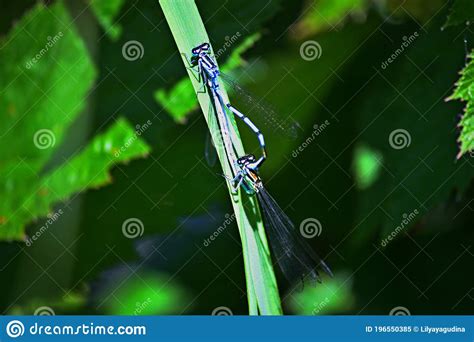 Dragonflies In Wildlife Stock Image Image Of Close 196550385